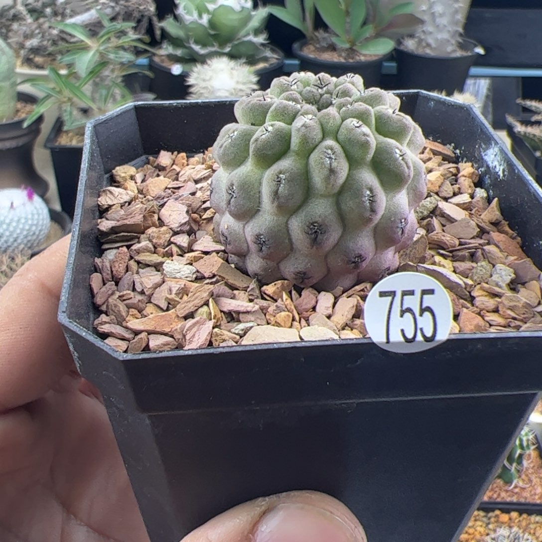 豹头实生一物一拍755