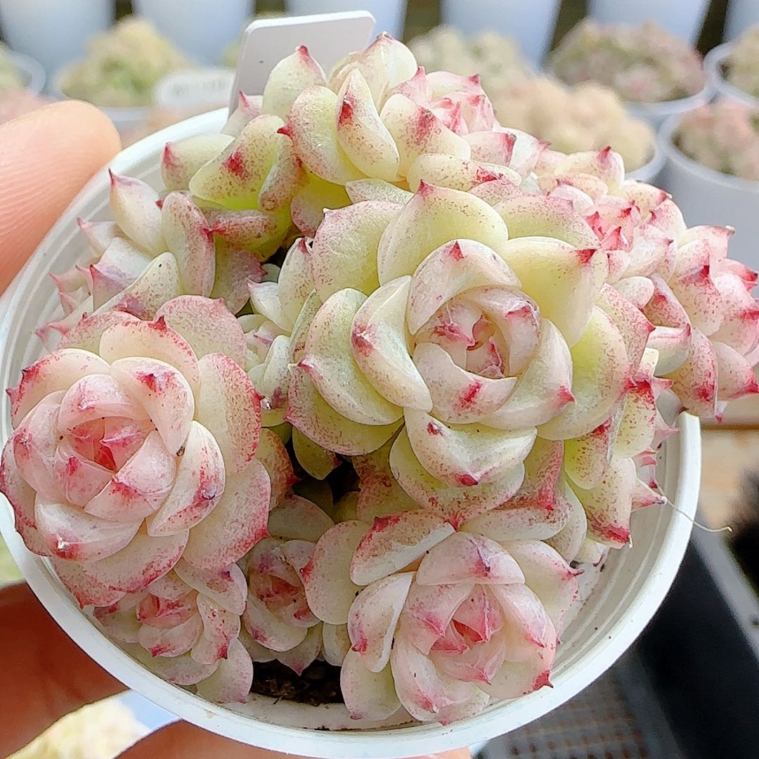 1207-17（xx-74）优选