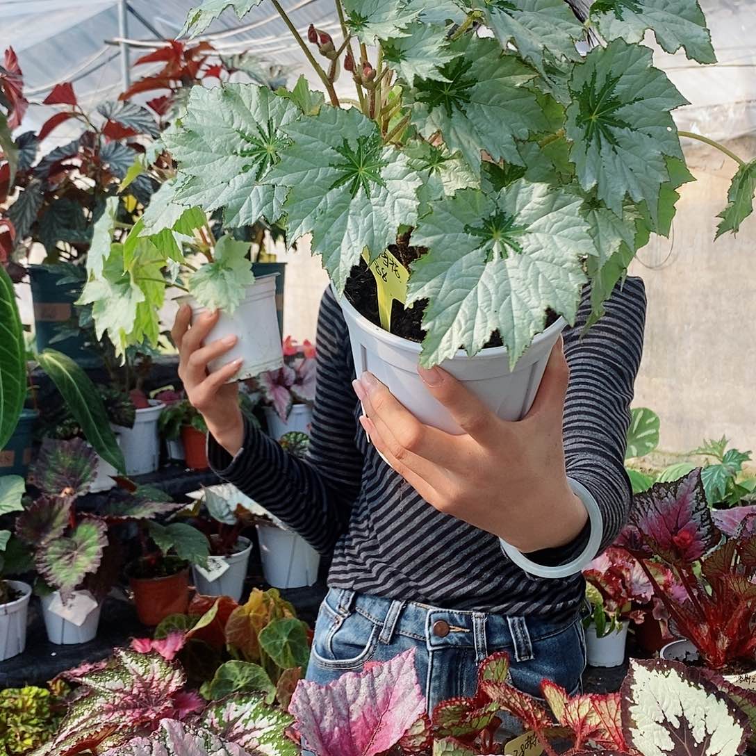 不开花植物元***?秋海棠127