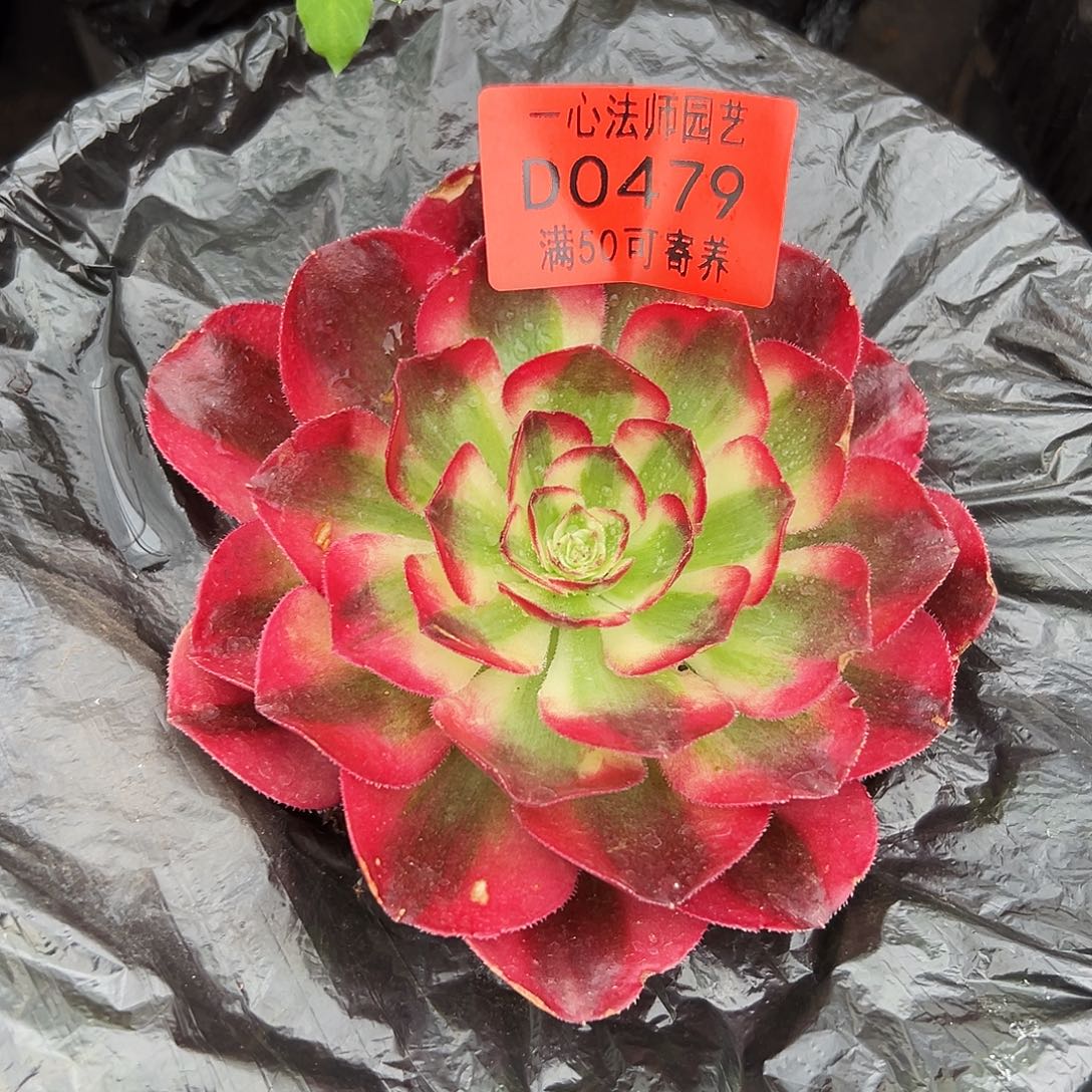 0479多肉植物鸿运
