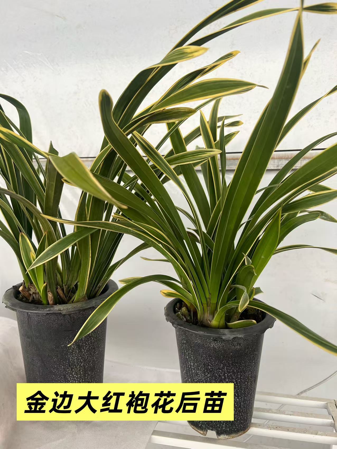 【金边大红袍】大花惠兰花后苗买一送一不售后