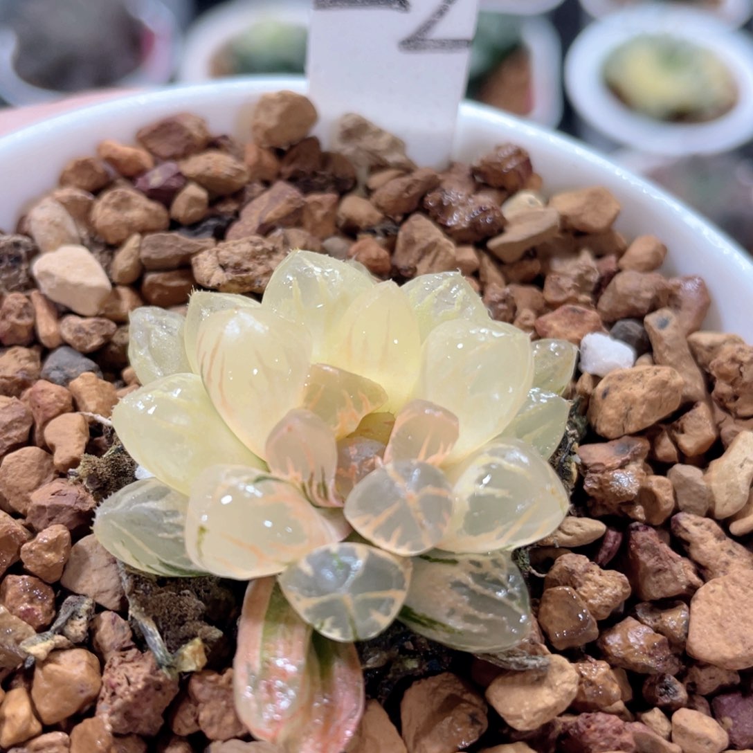 22灵溪锦。            