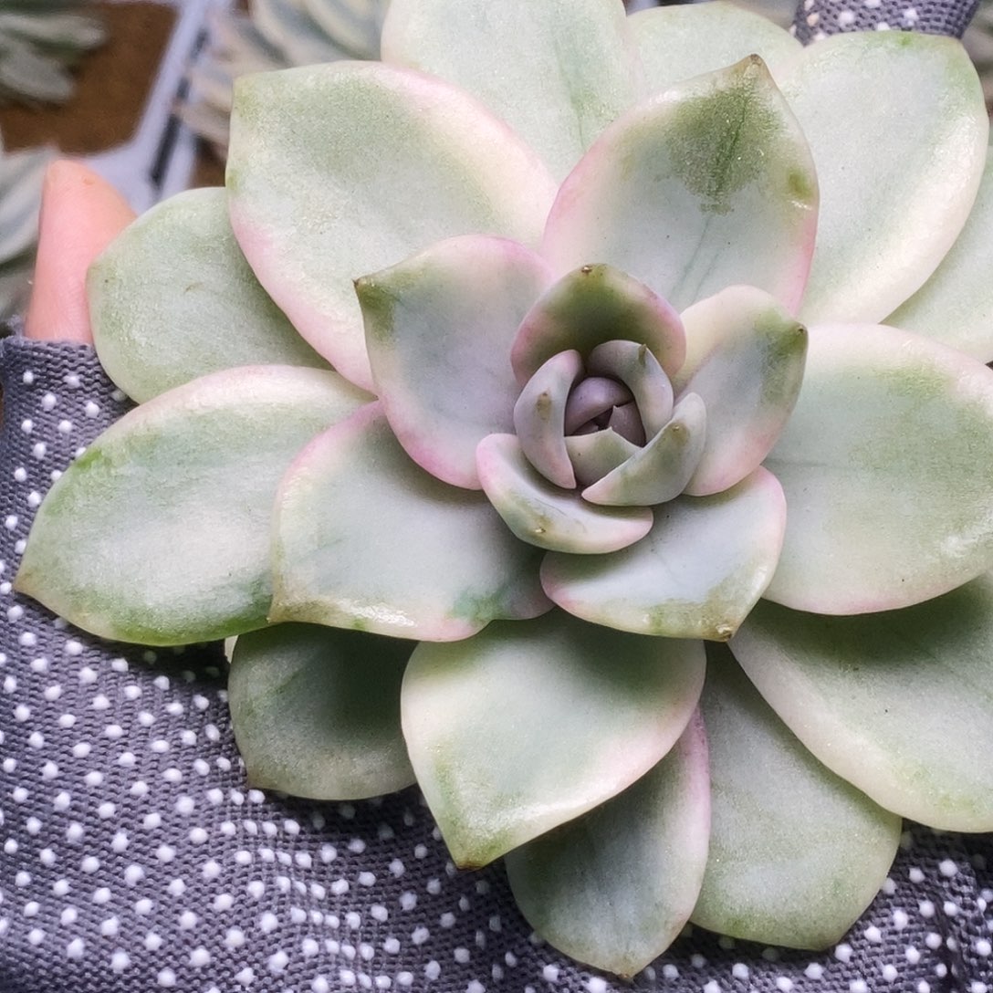 172紫禁城锦锦锦锦锦锦锦锦