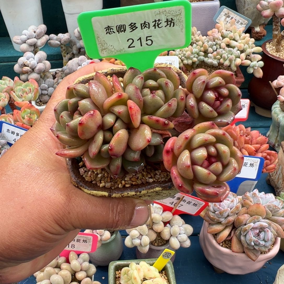 215星影老桩多头无砍