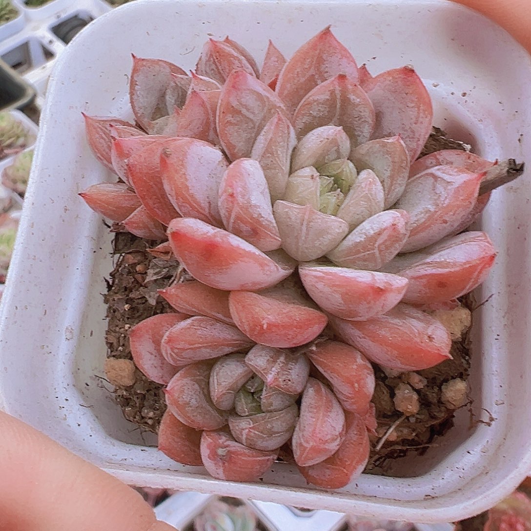 百搭翡翠群19包邮多肉