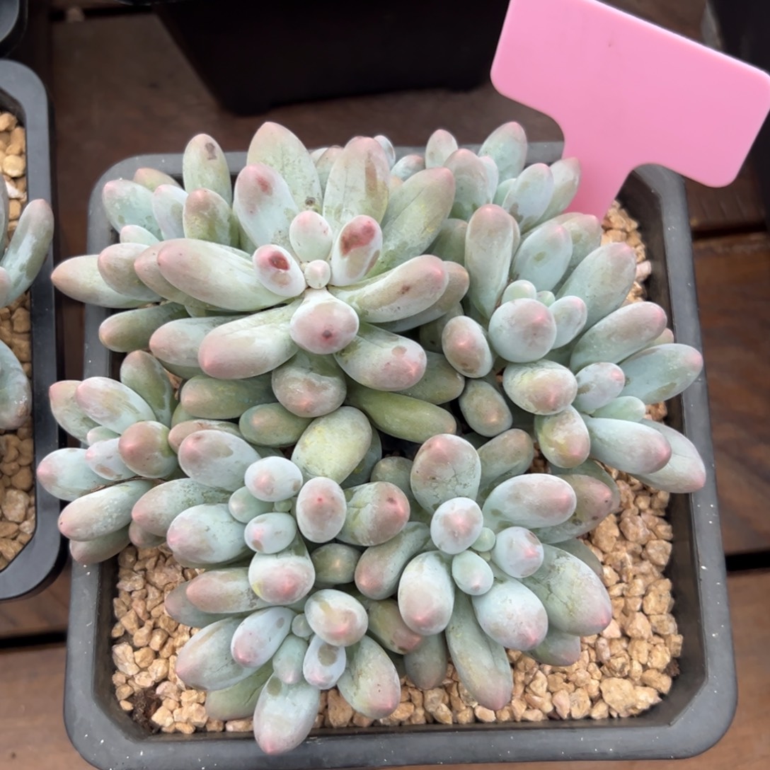 汤圆1111111111111111