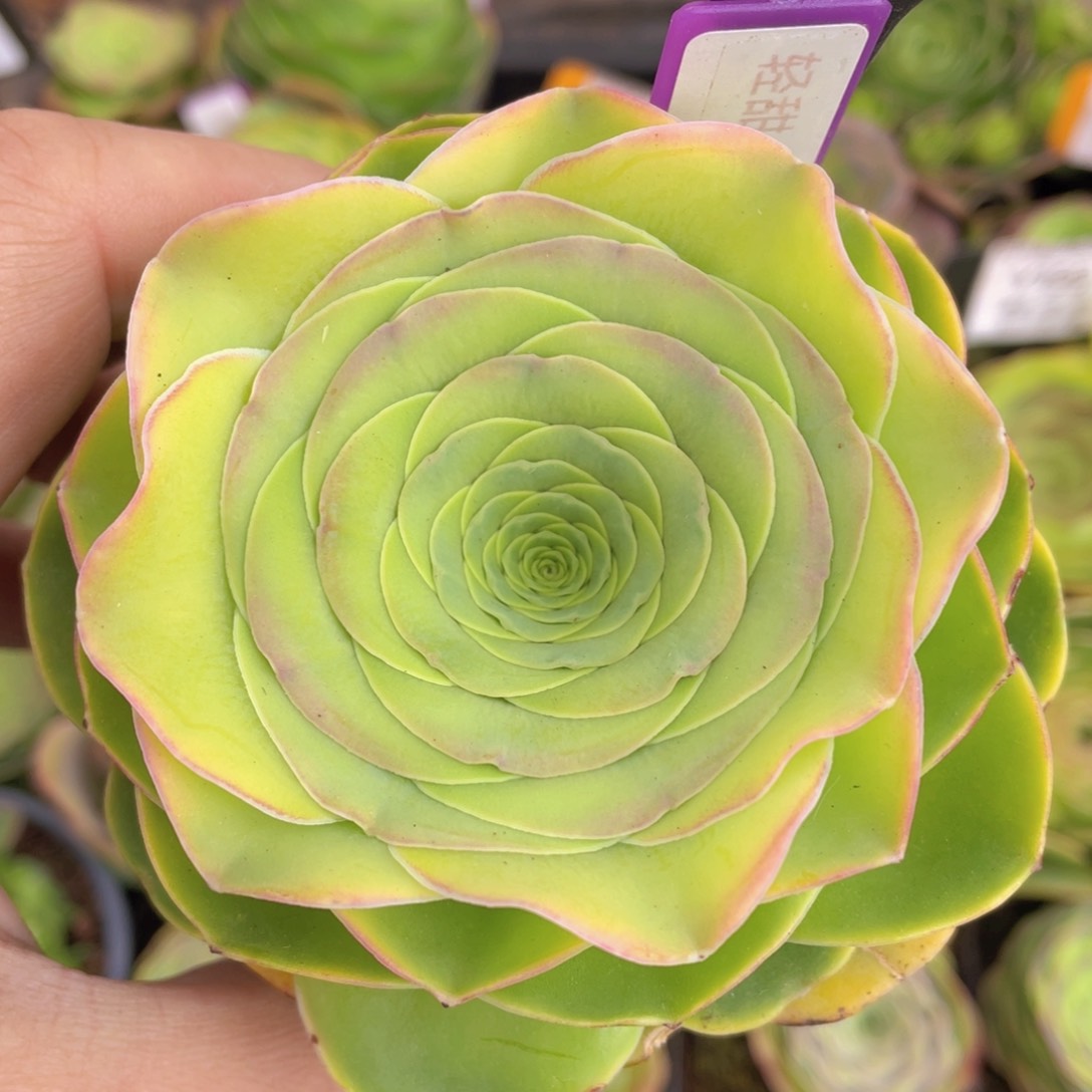 轻甜福利359一物一拍