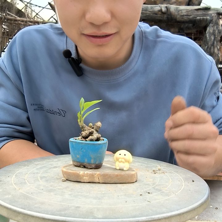 似***9小盆景小植物一物一拍145