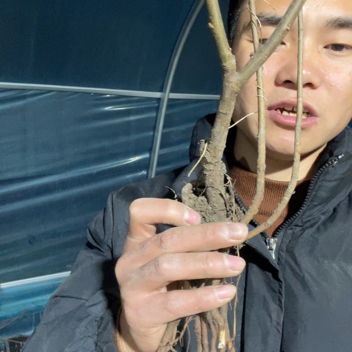 羽衣锦海棠花一颗苗