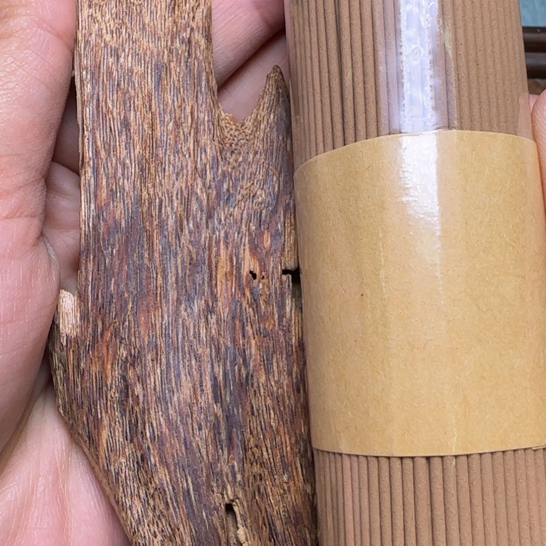 海南天然野琼海虫漏14克重