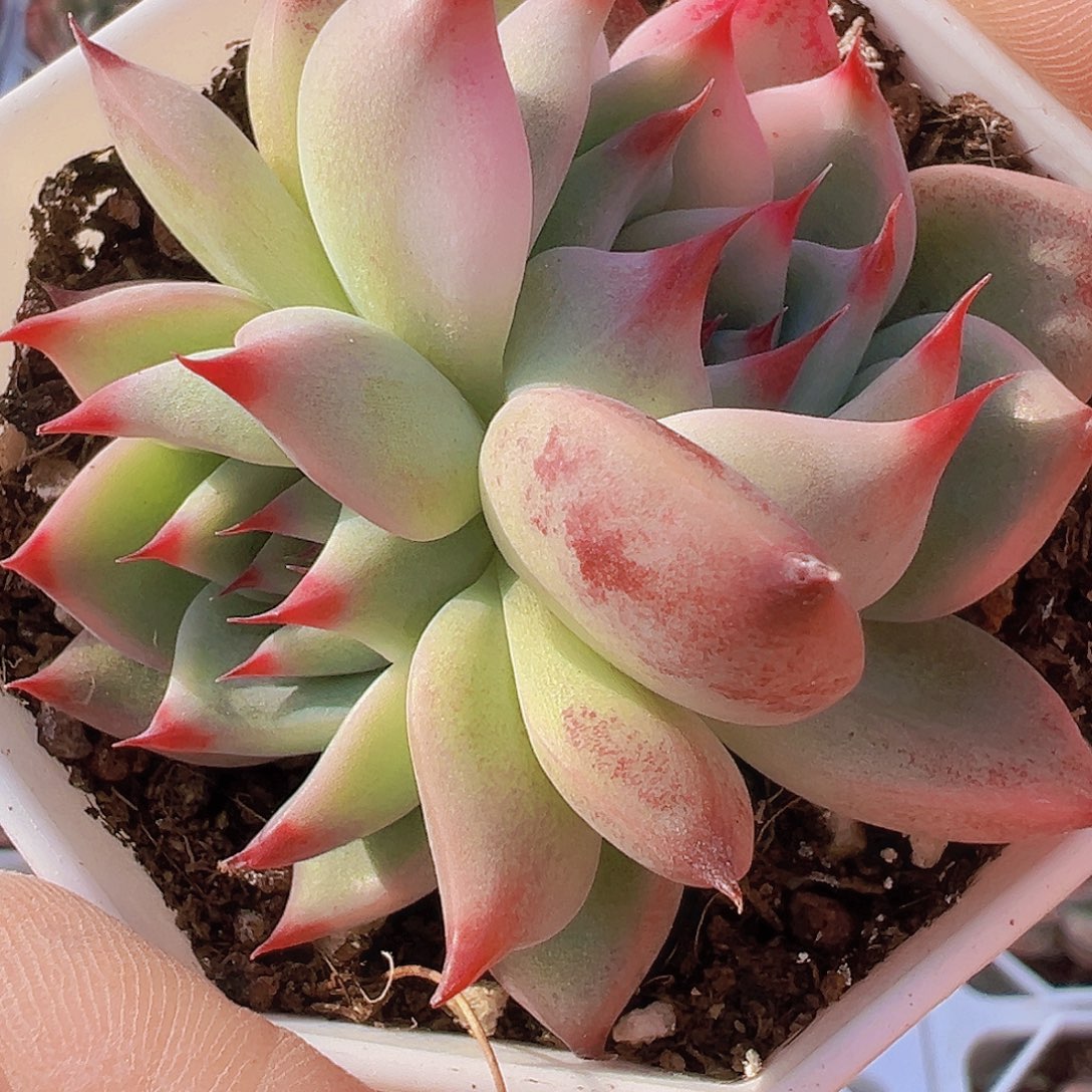 吉娃娃锦19包邮多肉