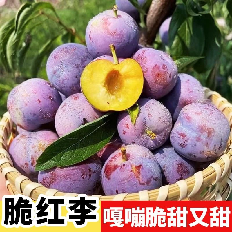 【川渝次日达】623现摘现发四川眉山五月脆果园直发又脆又甜又大5斤李子同城送四川省