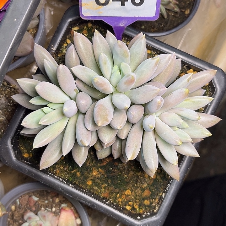 多肉植物红胖体哥特84