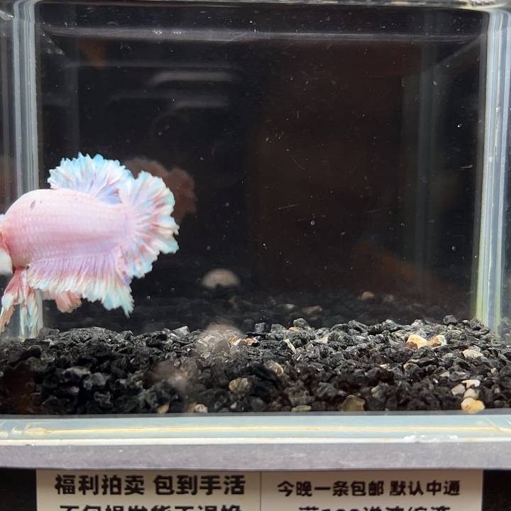 斗鱼跑单拉黑24日61