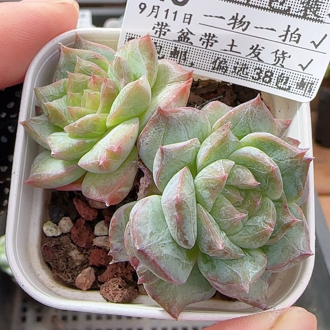多肉0911-46有点石化