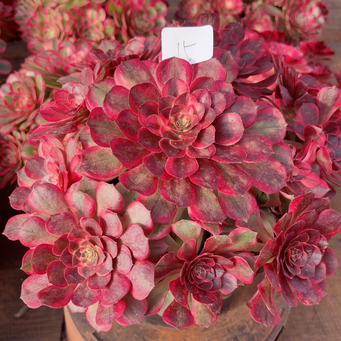 一物一拍啊多肉法师15