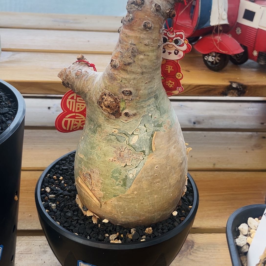 矮肥嘟嘟12公分安哥拉葡萄翁