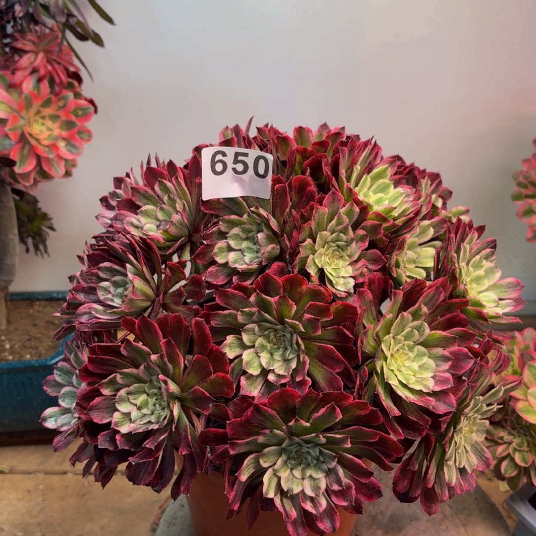 多肉法师绿体水墨650