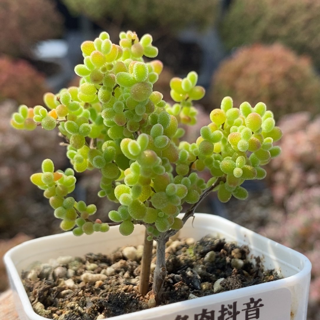 蜜橘糖球5339枝干番杏