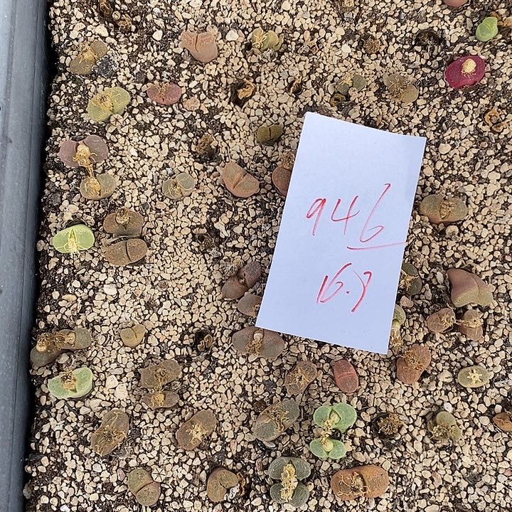 946清框母本风铃一筐