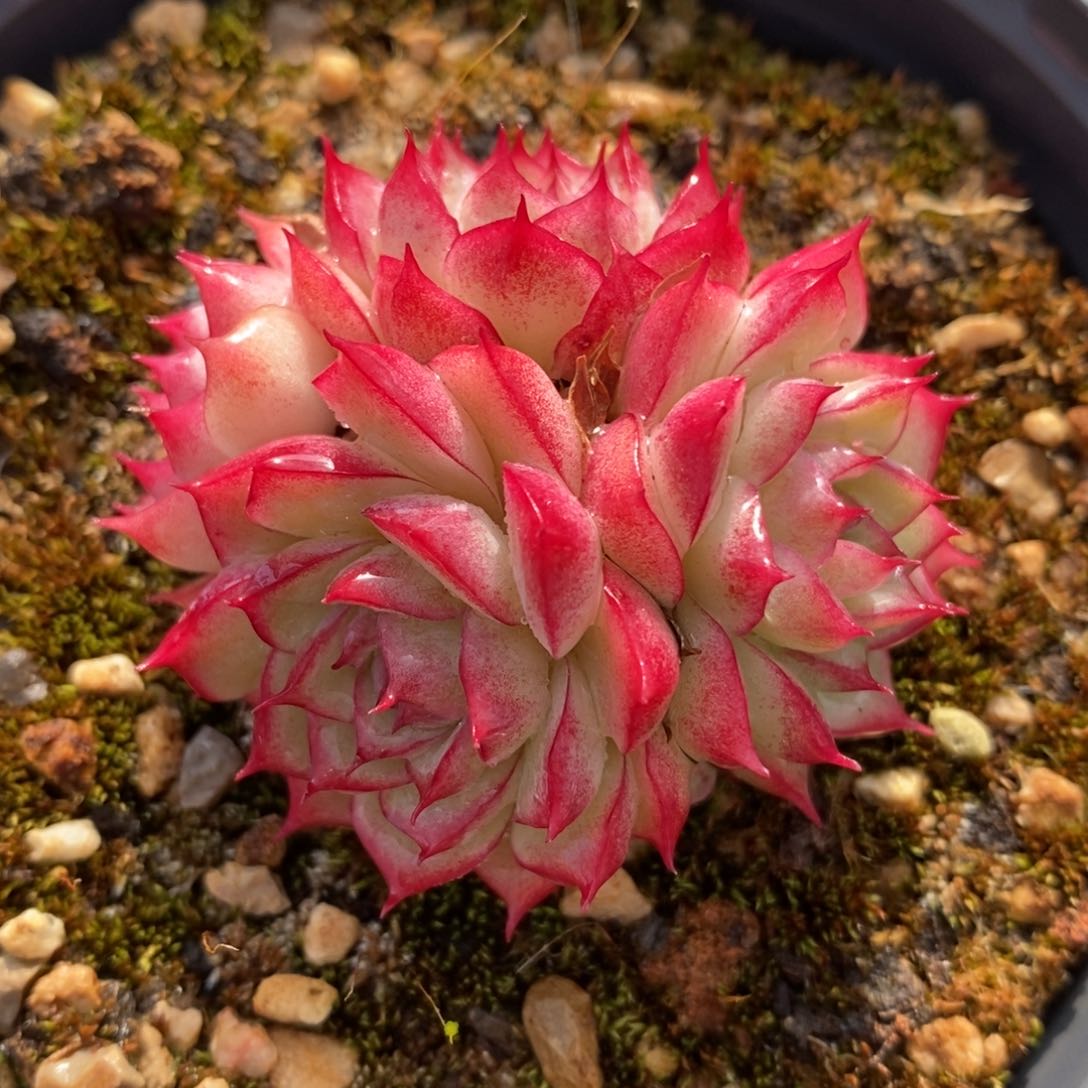 自助下单一物一拍多肉，下滑有惊喜