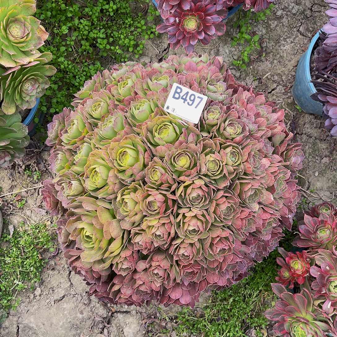 万圣节法师朵朵3-13