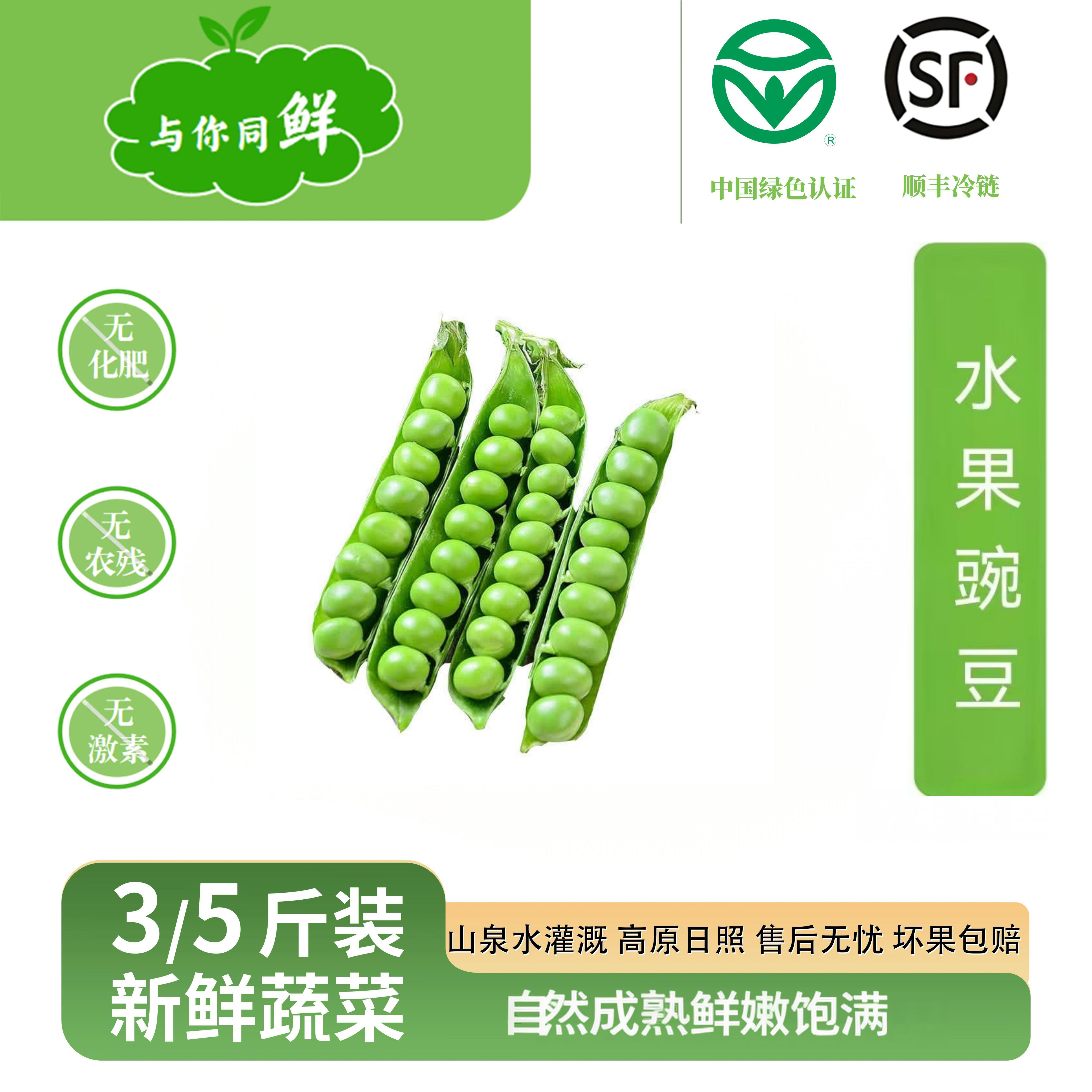 （水果豌豆）豌豆青豆甜脆水果豌豆甘肃农家露天种植现摘新鲜豌豆荚