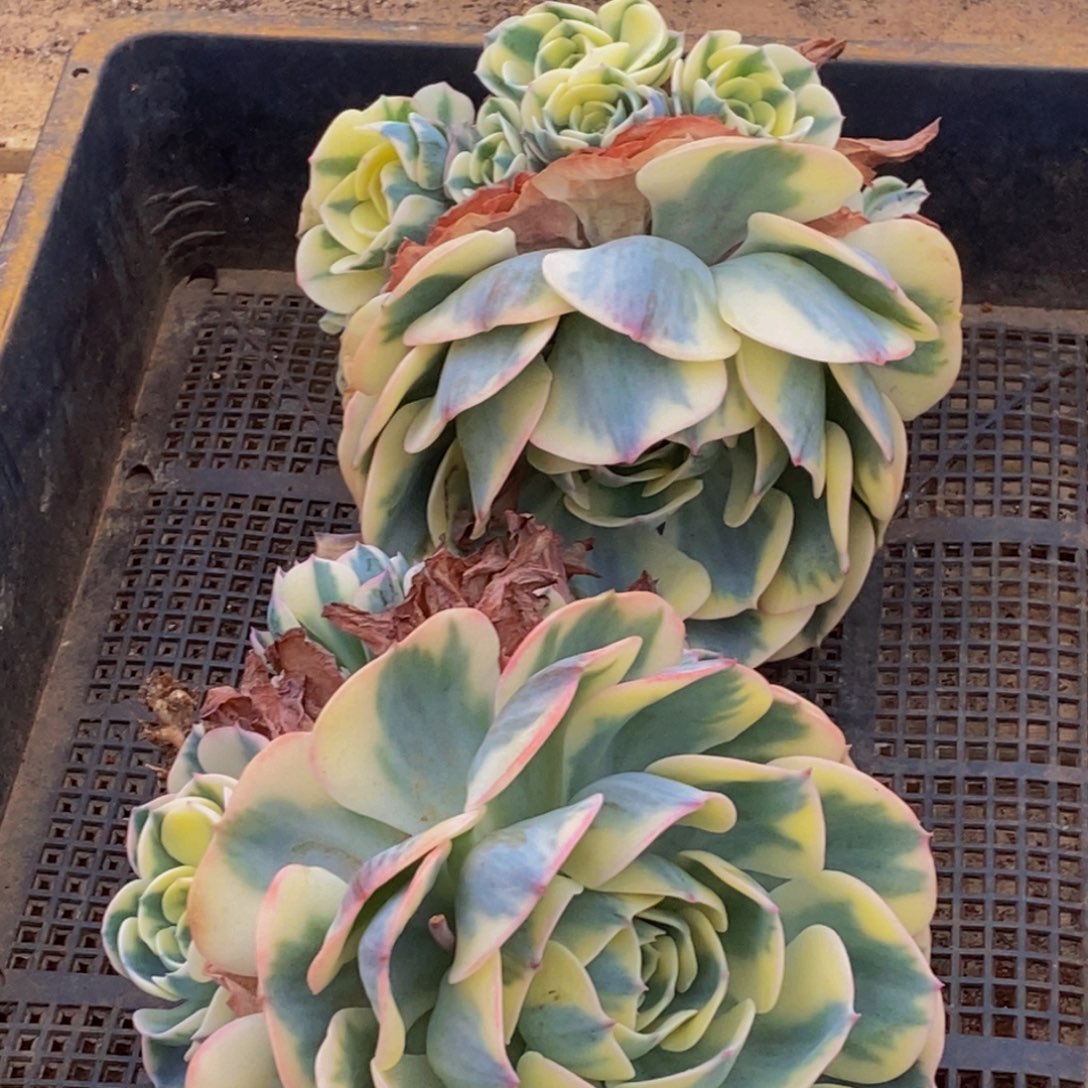 840多肉酱面的做法大全怎么