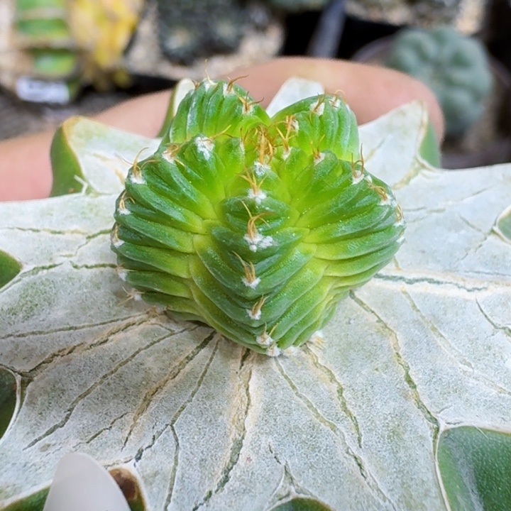 福利苗接五星花龙071