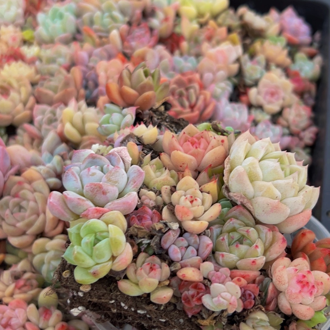 367多肉植物量拍yihw