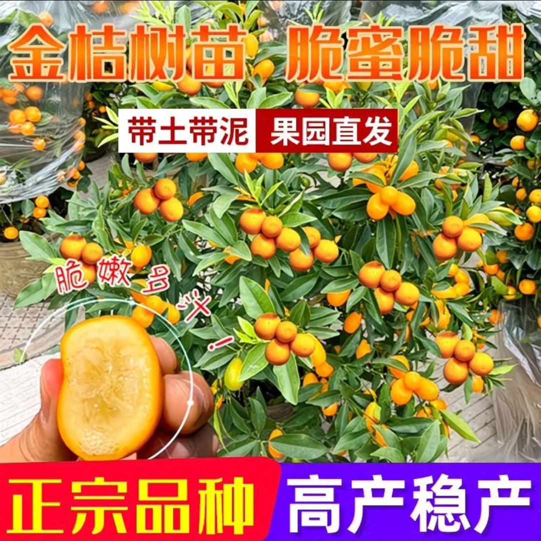 脆皮金桔果树带土带叶广西灵山发货