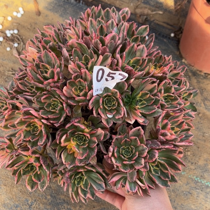 甜茶多肉植物057