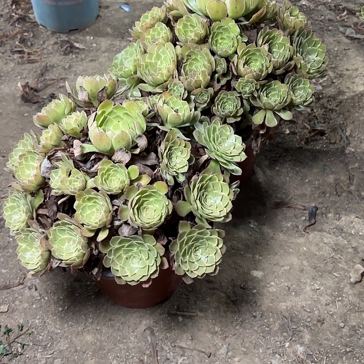 淡***然多肉植物莲花座51