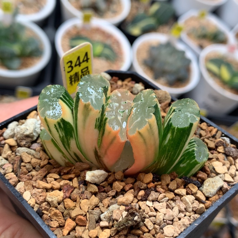 【闪购商品】344北斋玉扇