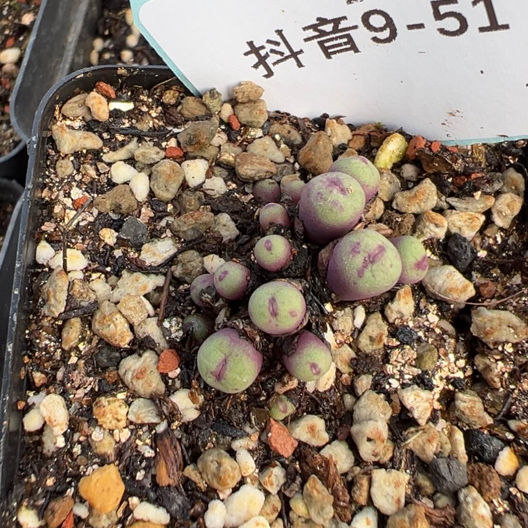9-51红嘴多肉植物