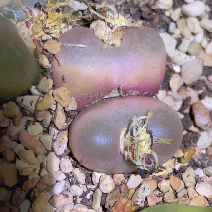 穗****4588898888888888888888