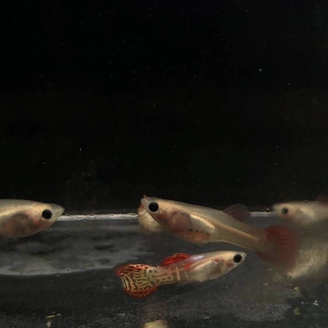 鱼精灵精品宠粉福利