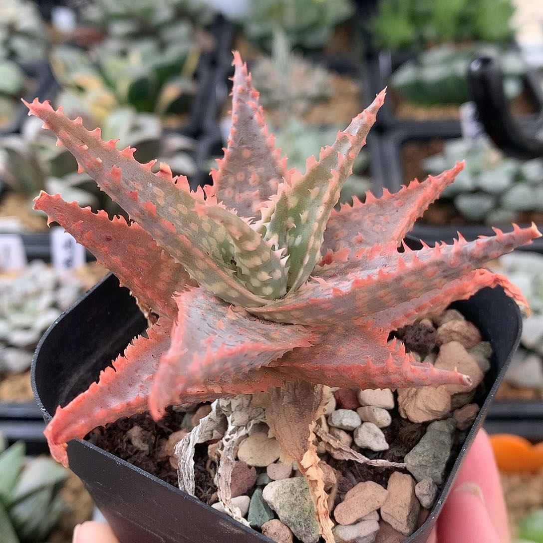 芦荟一物一拍脱土