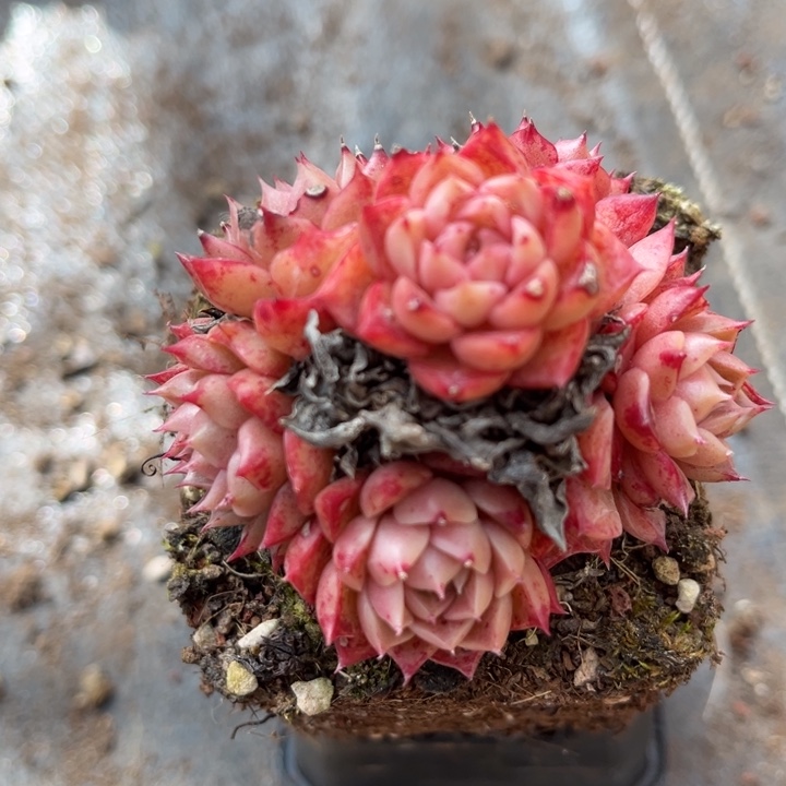 769单拍一个发一个叶子多肉