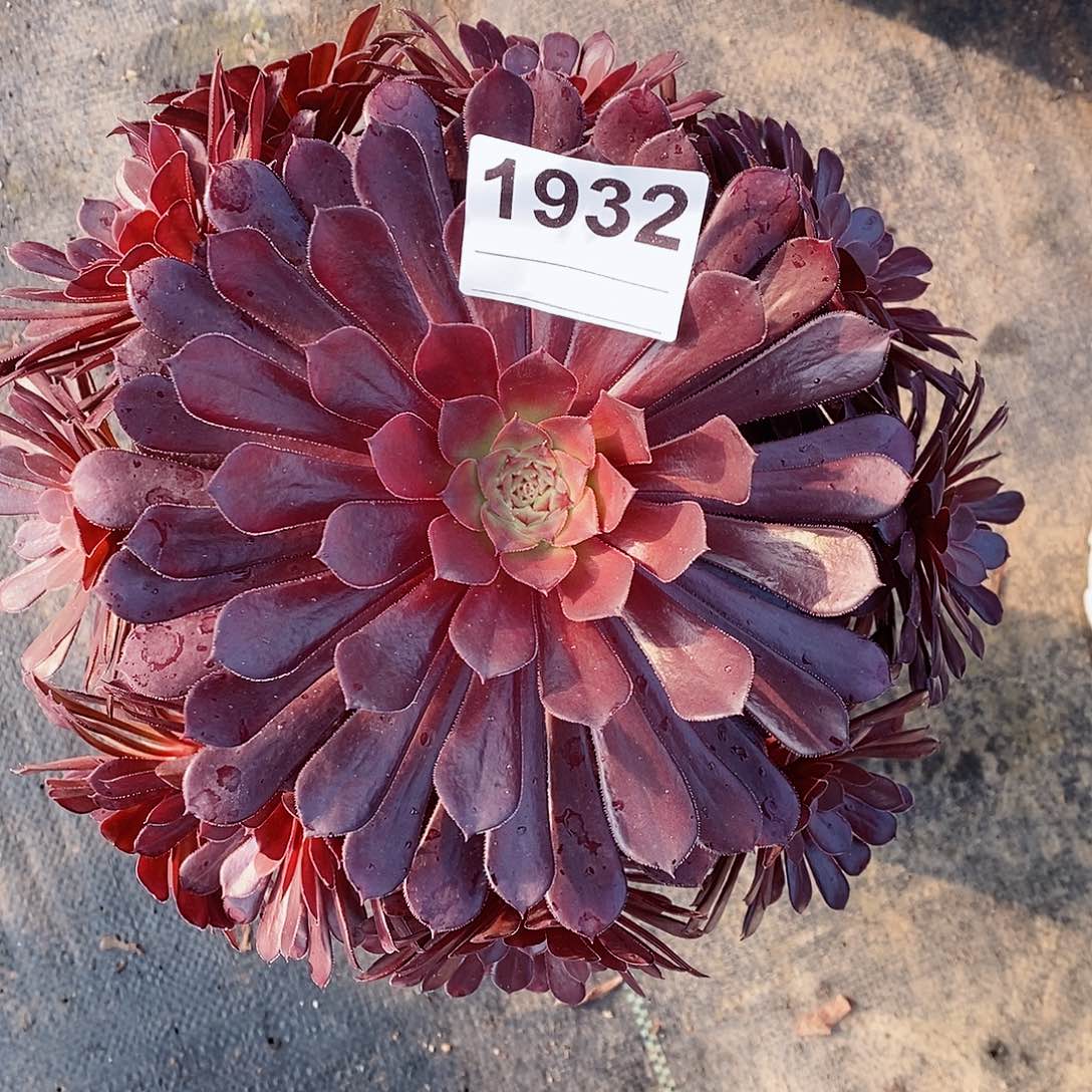 红陶932黑铜壶多肉3