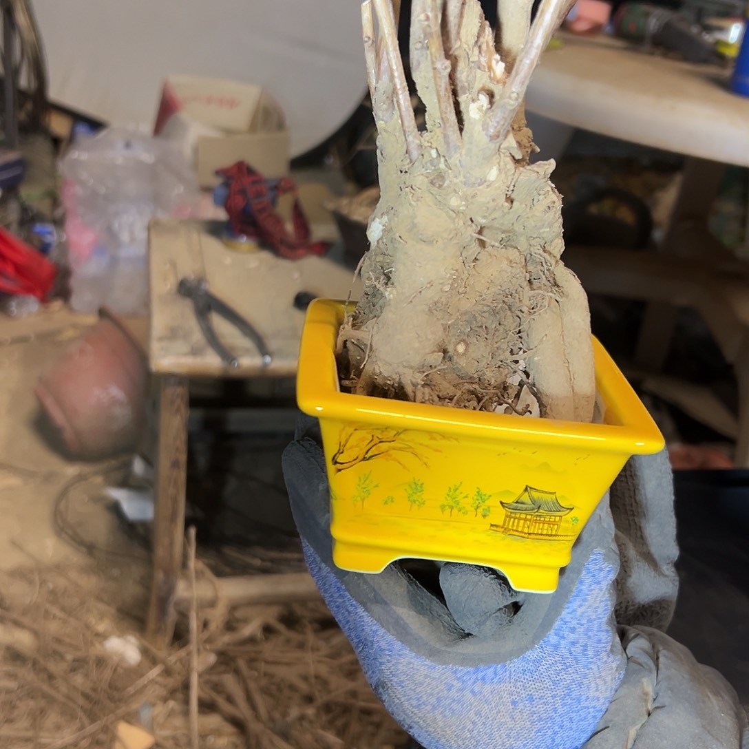 用***3无花朵银杏不带盆