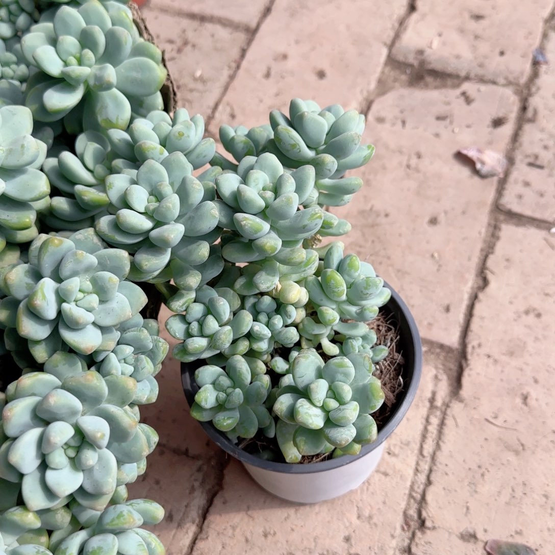无花朵天使之泪群