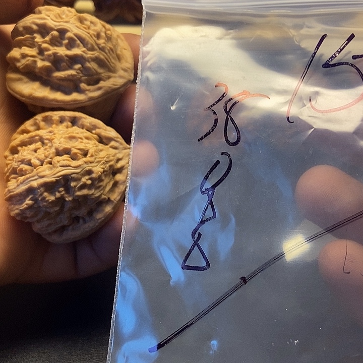 椿***^核桃十五号文玩核桃