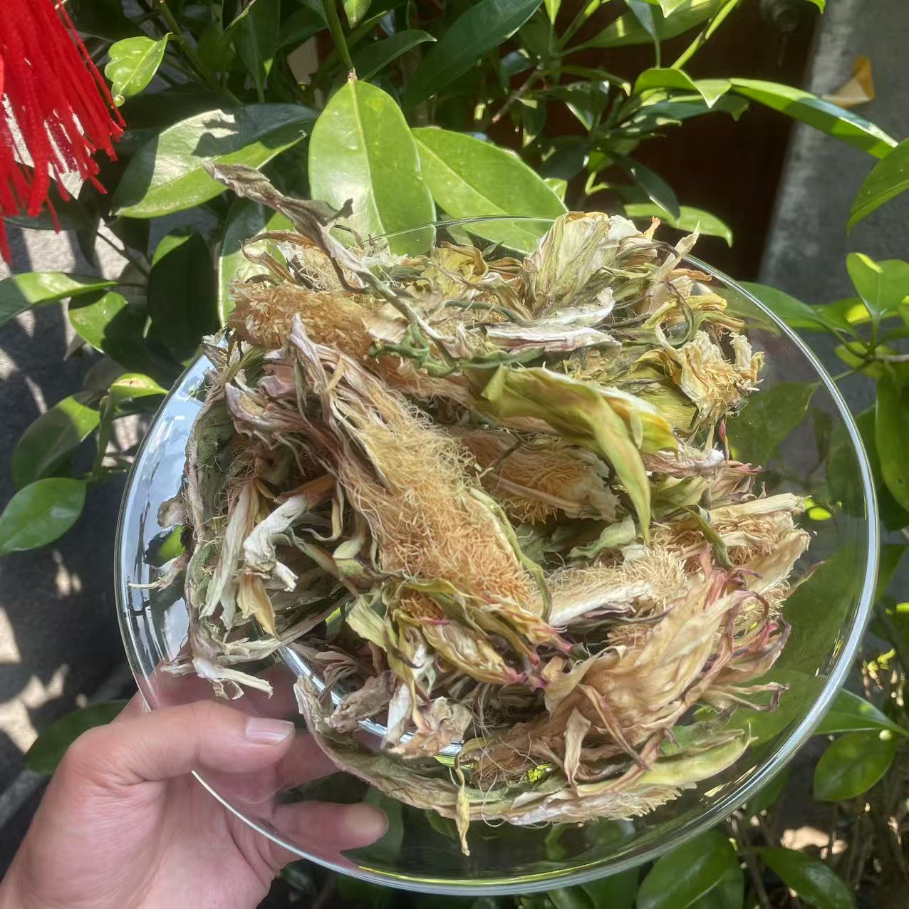 1【雪-莲-花】净含量100g-200g【阿虎现收】菌