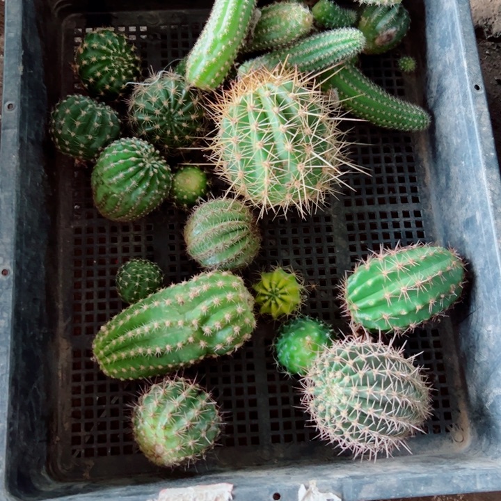 42框拍歪虫咬小无根侧芽无售后