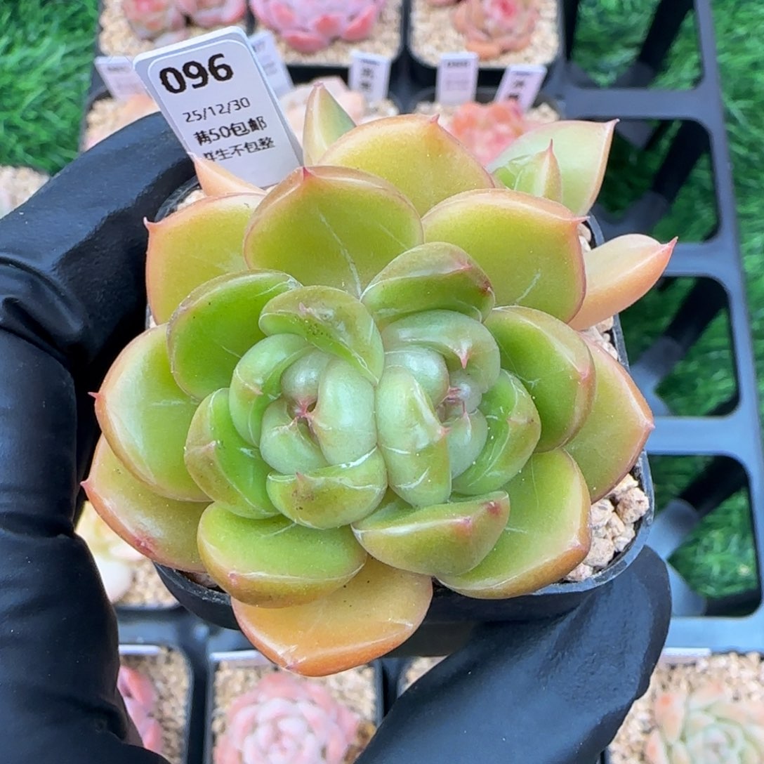 096   皮埃拉珍妮    5厘米盆