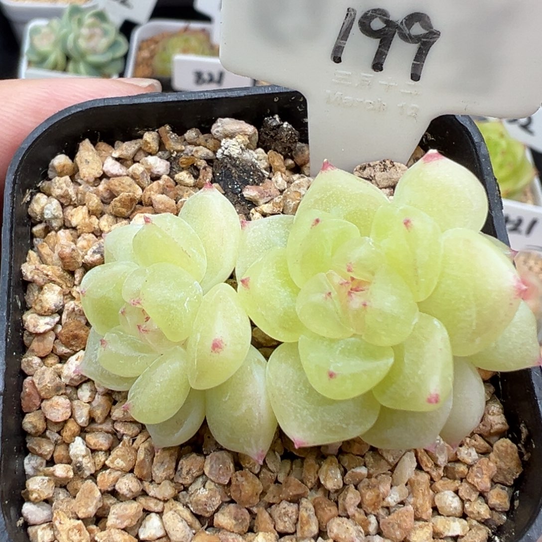 圆***呀199号财富密码8888