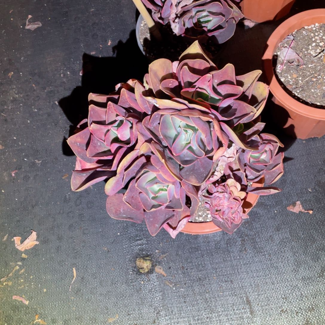 唐唐姐，包菜，周老太多肉