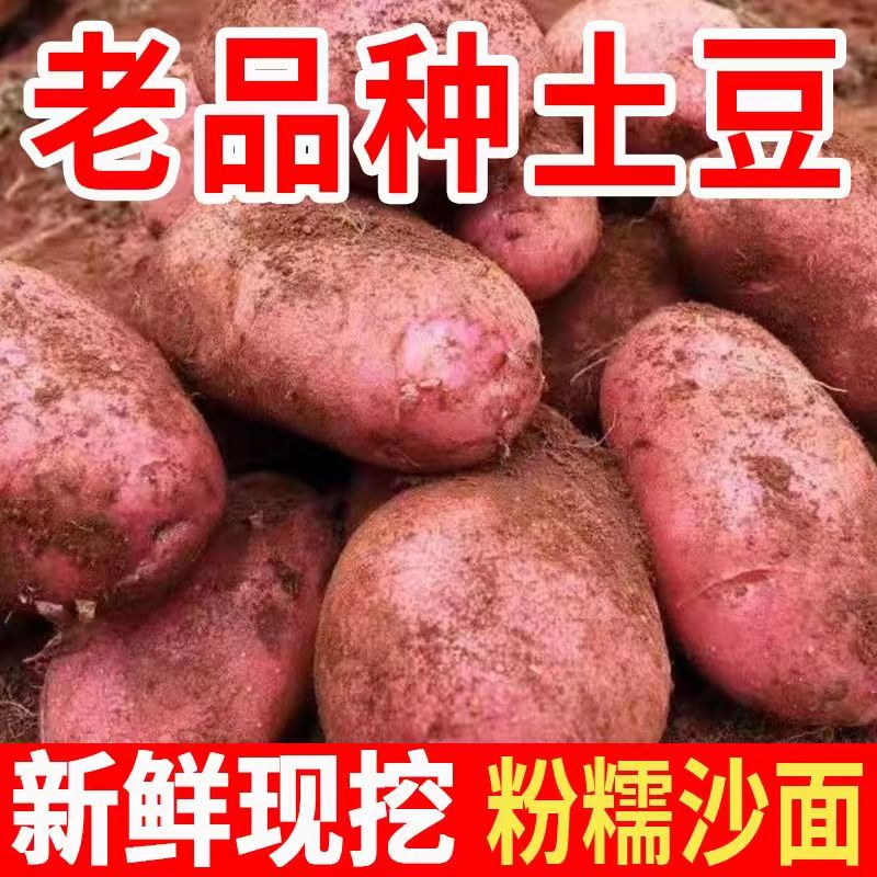云南高山露天种植正宗红皮小土豆马铃薯红皮黄心粉糯香面现挖现发