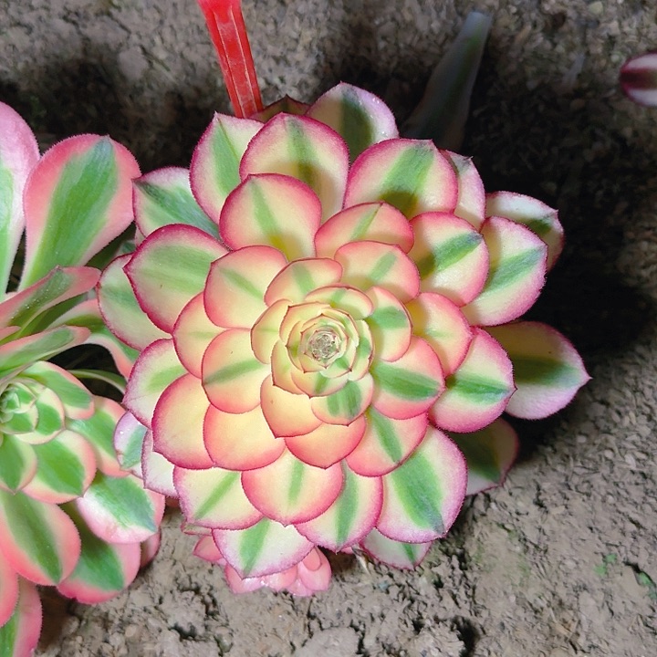 5-112倾城多肉法师